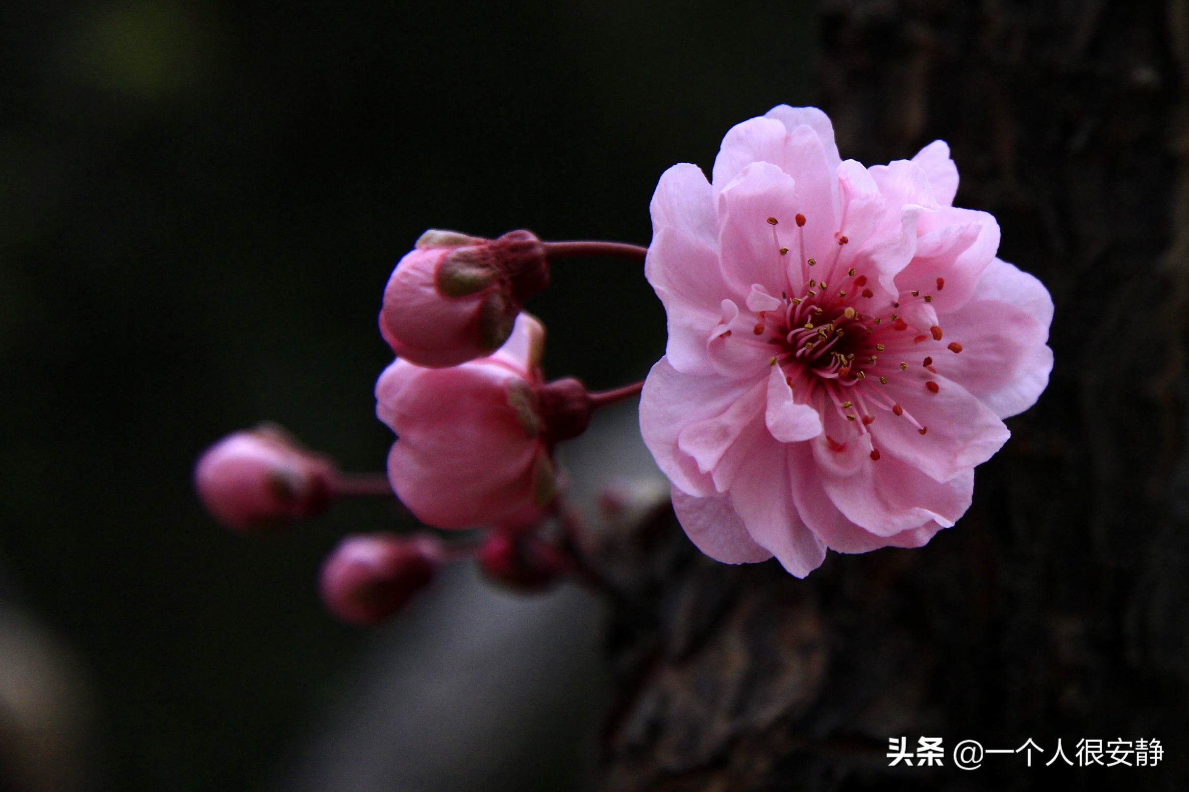 梅兰竹菊的象征含义 ，你都知道吗？