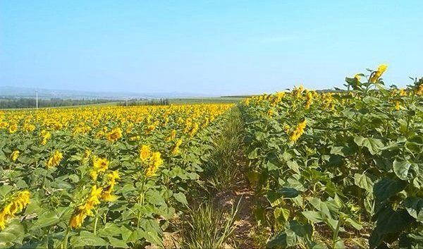 八月的花是什么花（8月开花的花卉有哪些？）