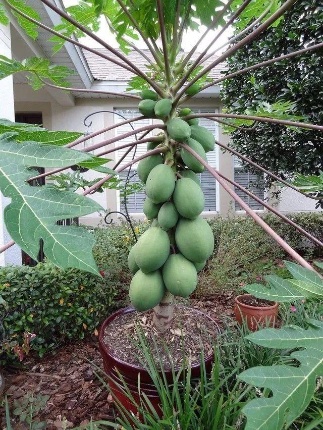 木瓜籽的种植方法（用番木瓜的籽播种培育幼苗）