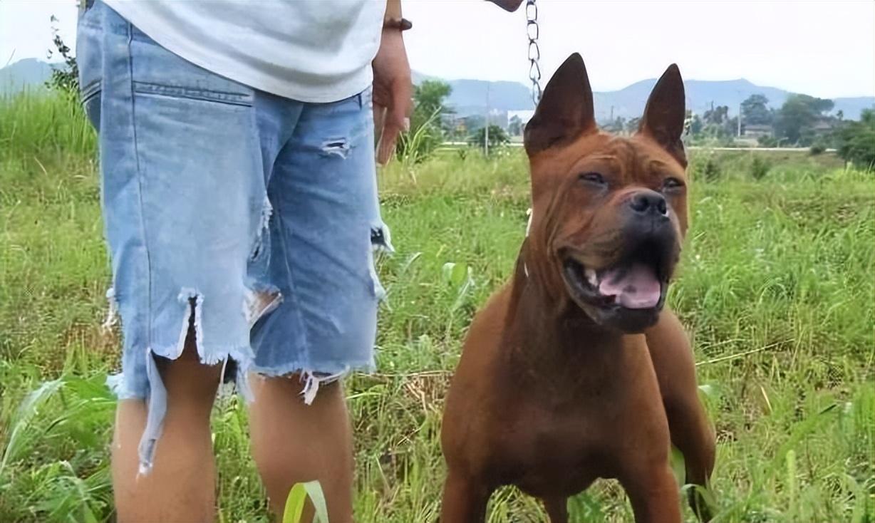 凶狠的狗品种大型犬排名（我国最可怕的六种猛犬）