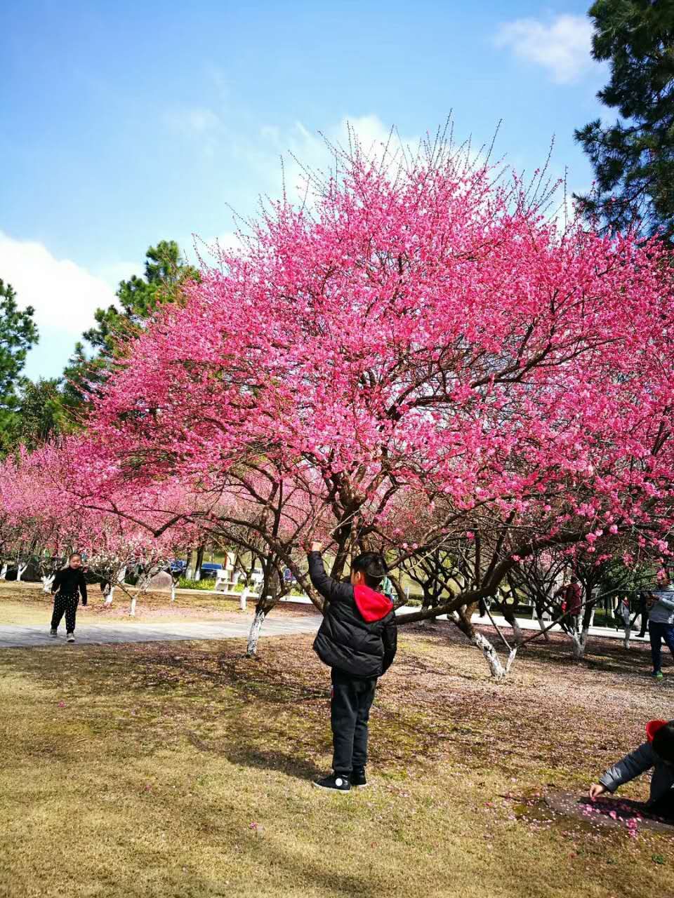 百般红紫斗芳菲的整首古诗（晚春 -韩愈：草树知春不久归,百般红紫斗芳菲）