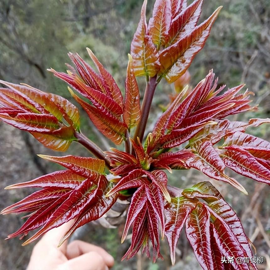 香椿树种植技术和栽培管理（浅谈香椿栽培管理）